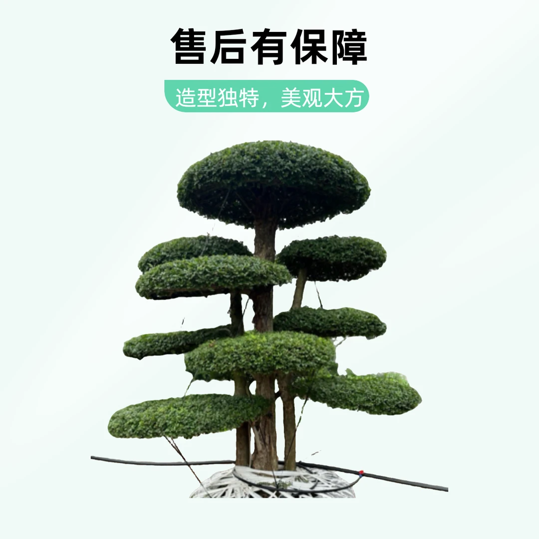 精品对节白蜡大桩园林绿化庭院景观好养好护(一物一拍)