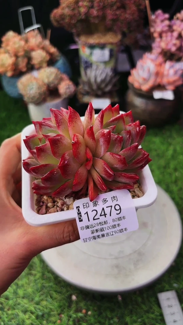 昆明印象多肉12479