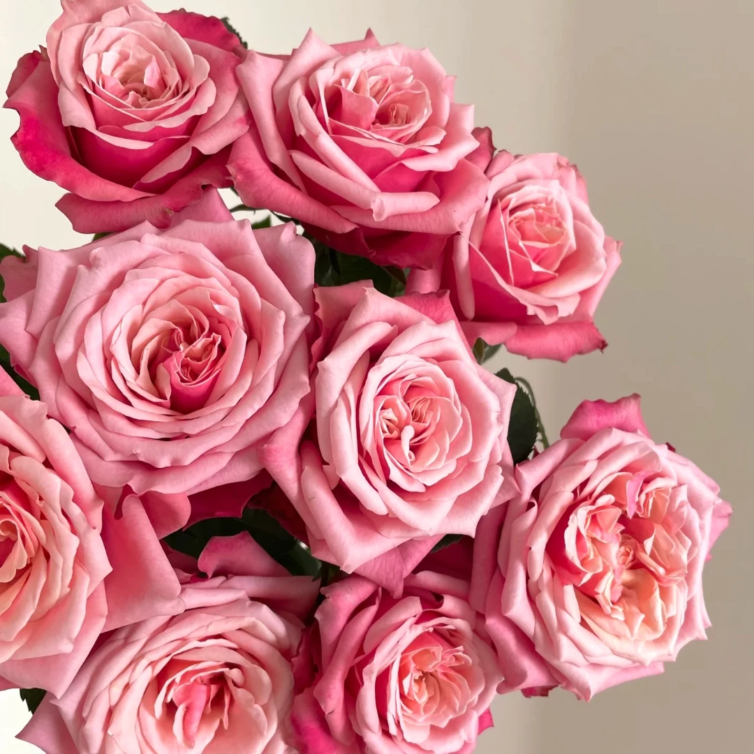 玫瑰大叔 闺蜜 切花灌木花期长耐热耐晒月季盆栽