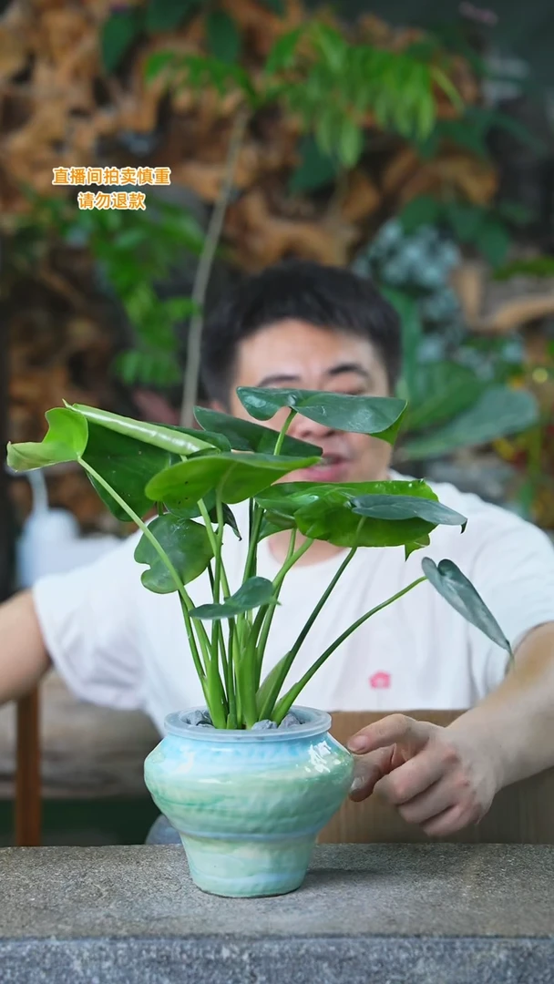 当前无花栽培后可以开花大龟背340H+
