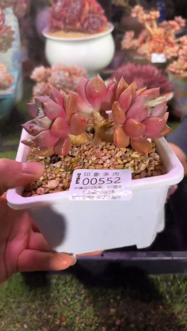 【闪购商品】00552