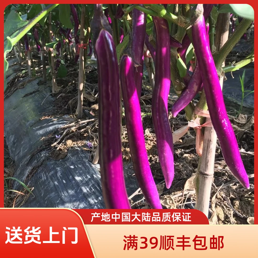 红线茄长茄杭茄约500g【全店满39顺丰包邮】长茄