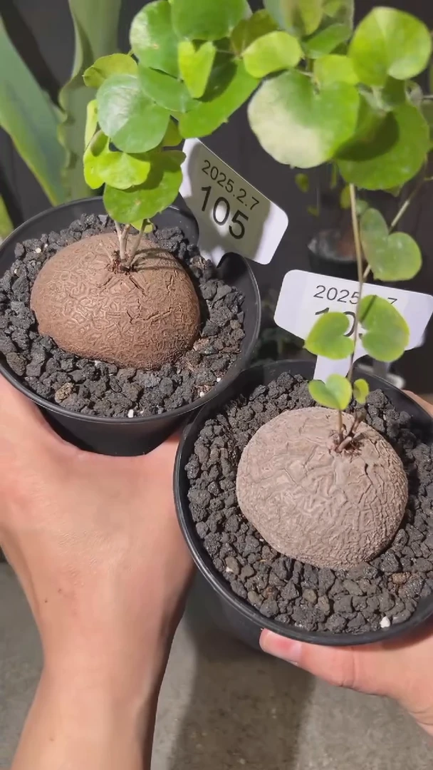 【闪购商品】南非龟甲龙2.7.105