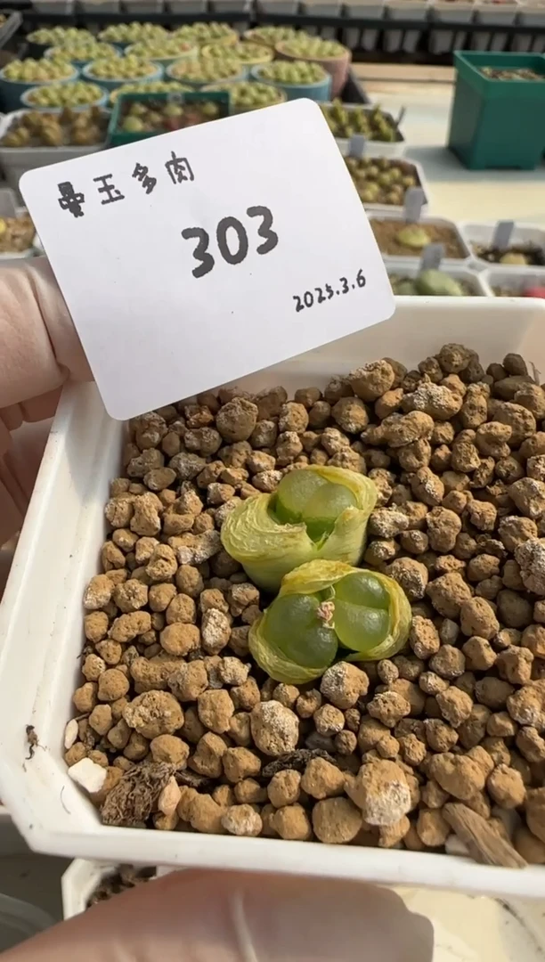 【闪购商品】3.9-303mmz