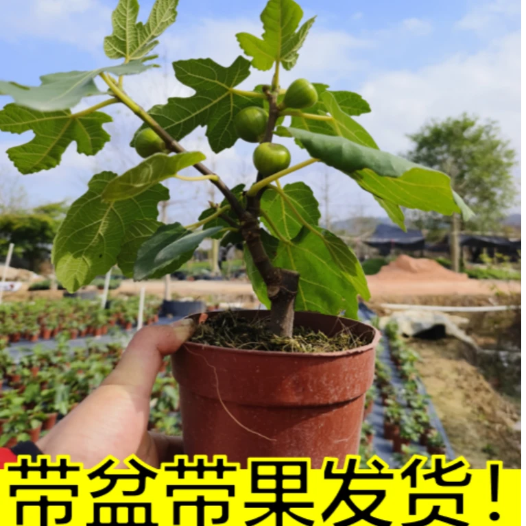 带果发货无花果苗盆栽果苗四季结果耐寒庭院室内绿植台风