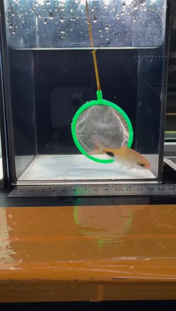 海水鱼彩虹道人11