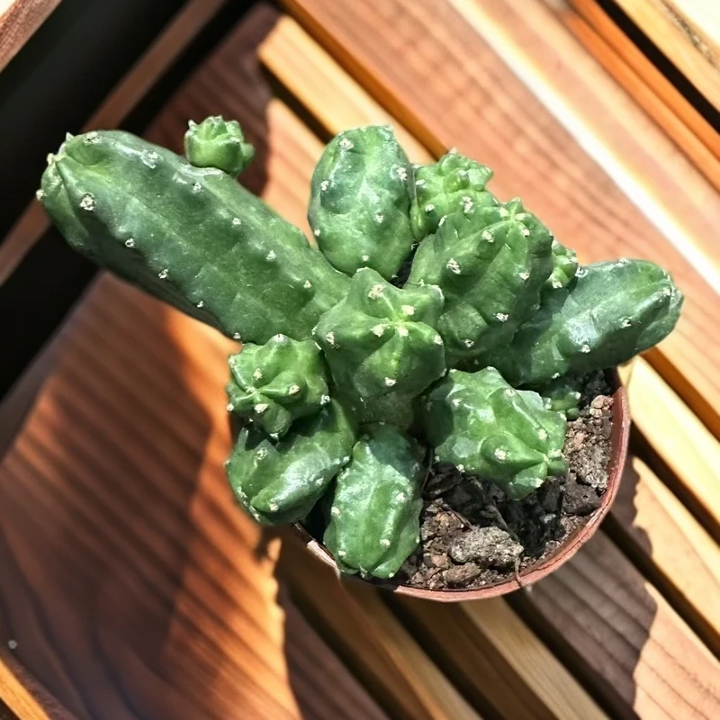 桃太郎   仙人球植物漳州基地直发货 新手好养 室内外办公室