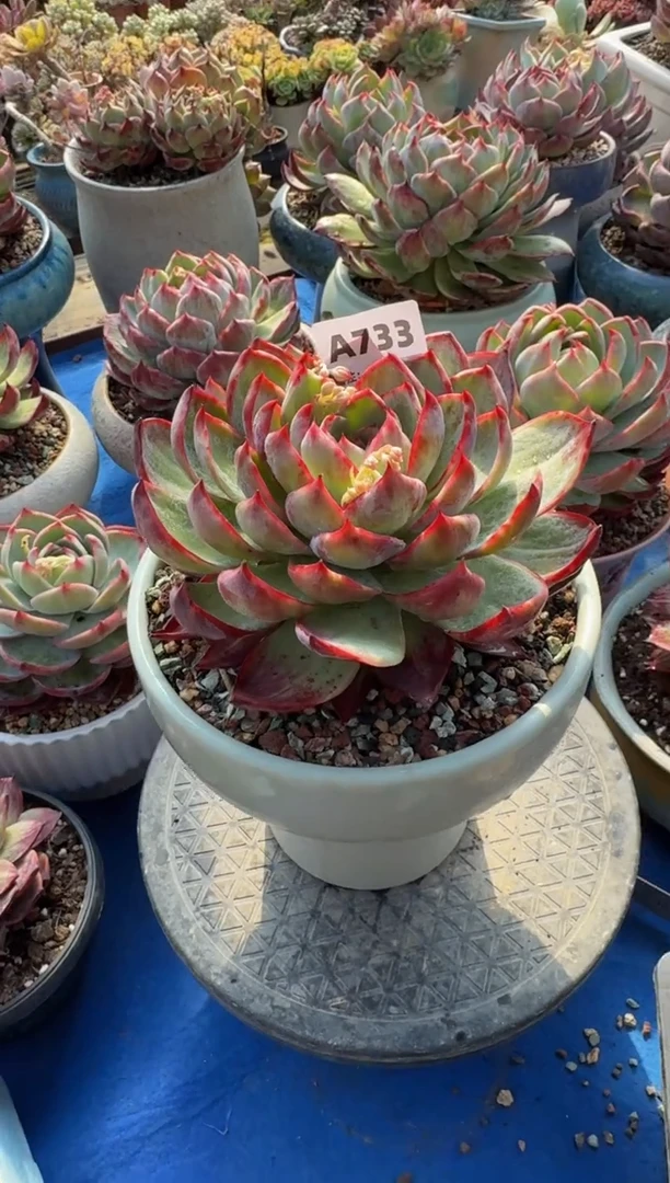 【闪购商品】A733惊鸿仙子（裸根发货）