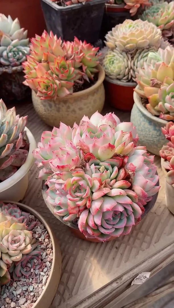 【闪购商品】11261