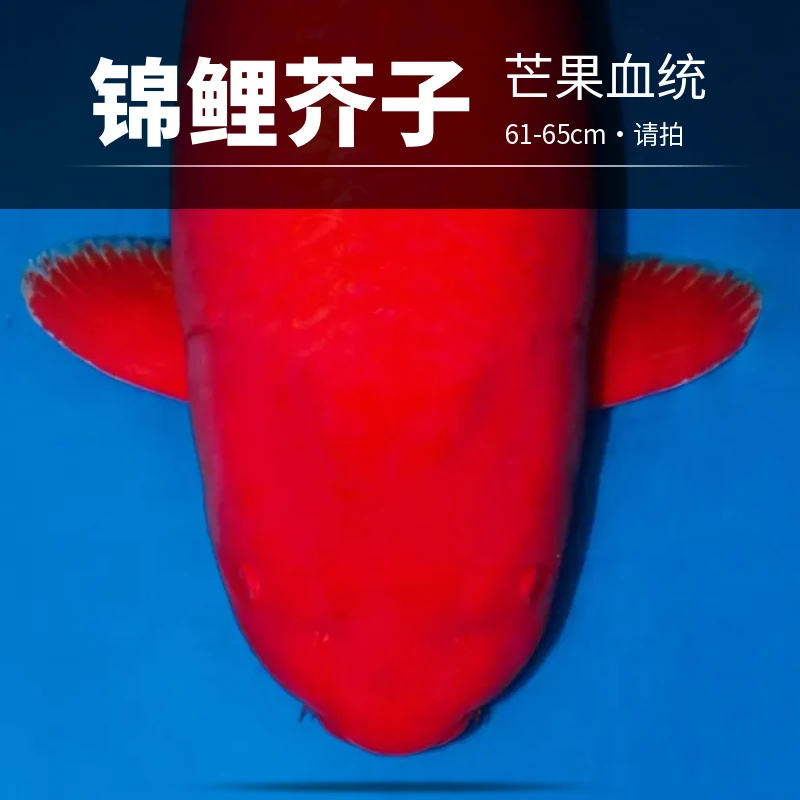 61-65cm芥子锦鲤观赏鱼活体包邮水族鱼池锦鲤鱼出售直播