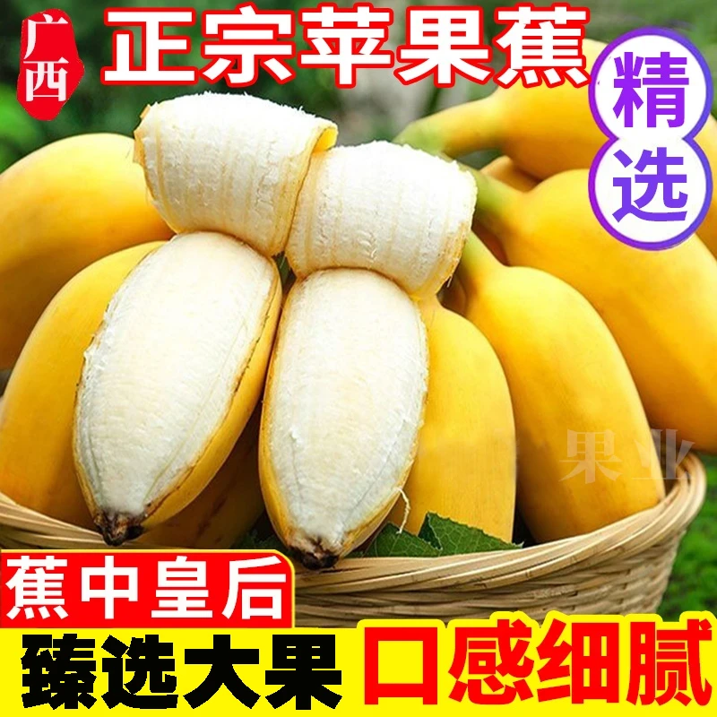 广西苹果蕉特级正宗大果新鲜甜糯香甜当季水果香蕉粉蕉产地直发