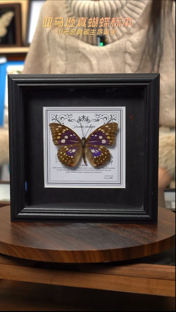 大紫蛱蝶盲盒版7寸欧式方框