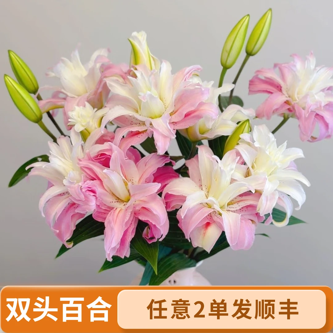 三头，戴安娜重瓣百合--任意两单顺丰包邮