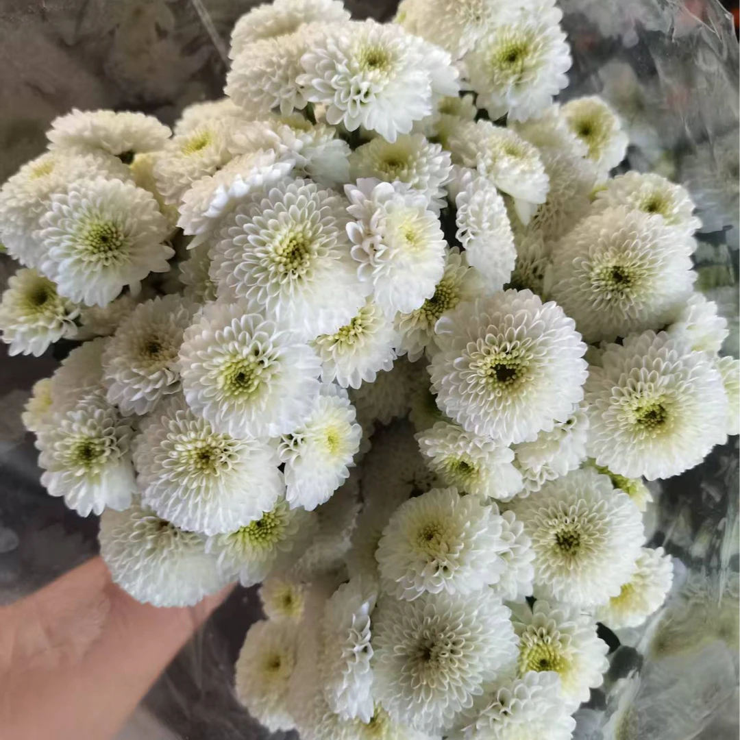 海南鲜花基地直发科隆香水60支