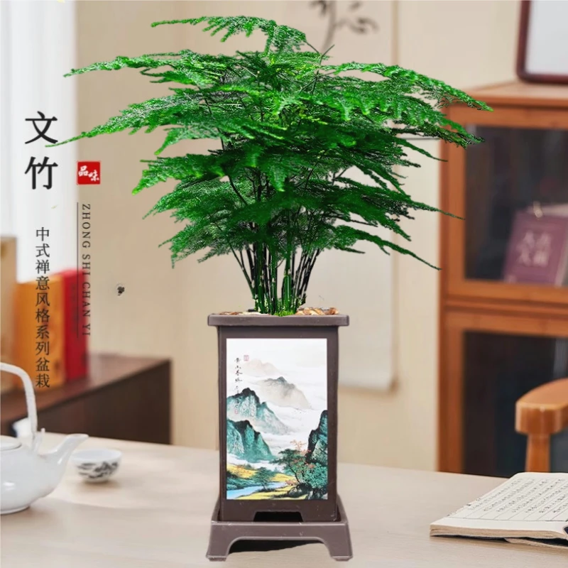 【文竹】精品桌面盆栽摆件中式禅意造型好养办公室客厅小绿植物室内