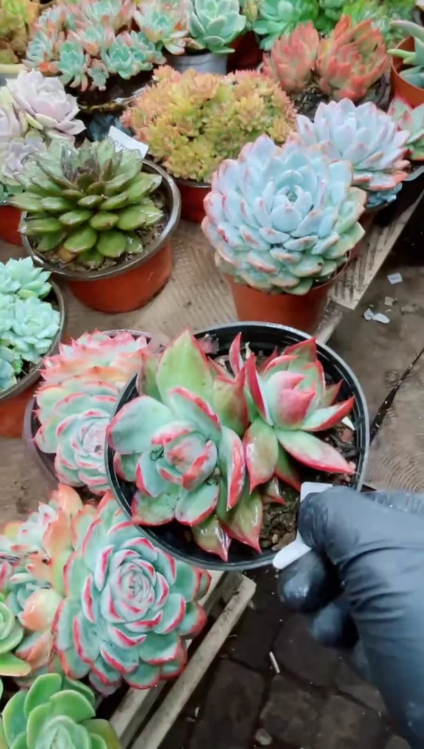 秋***叶02028多肉植物一物一拍