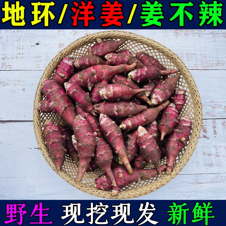 东北新鲜洋姜野生姜不辣地环菊芋腌制咸菜籽凉拌菜食用紫皮红3斤