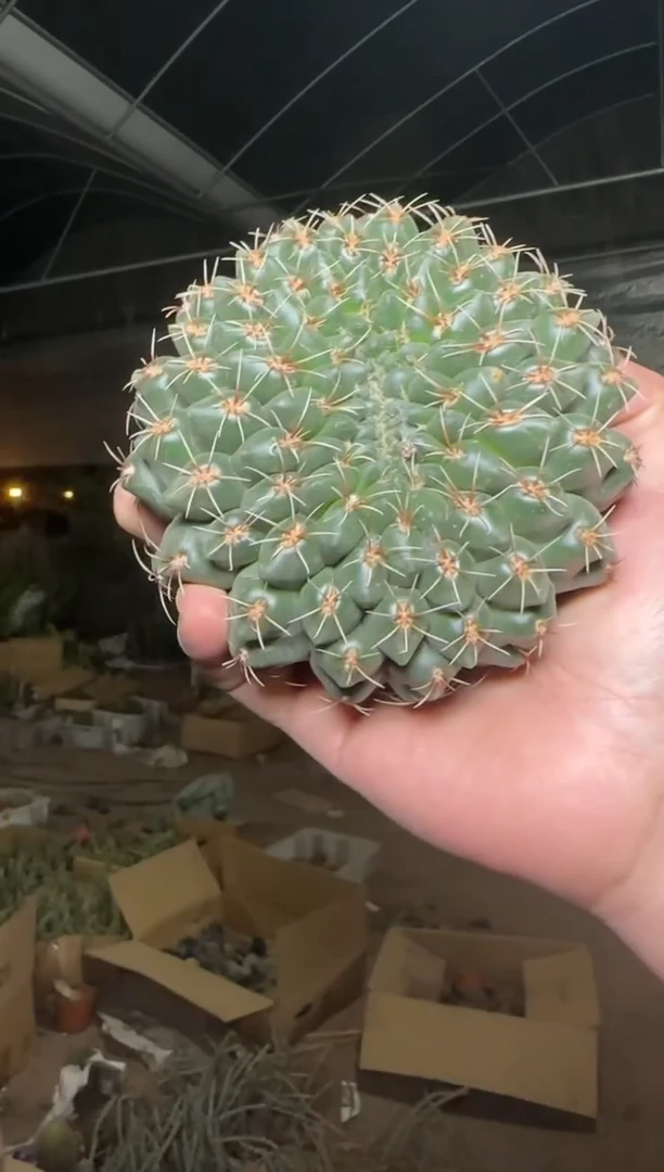 实生根 绯花玉 7-10cm