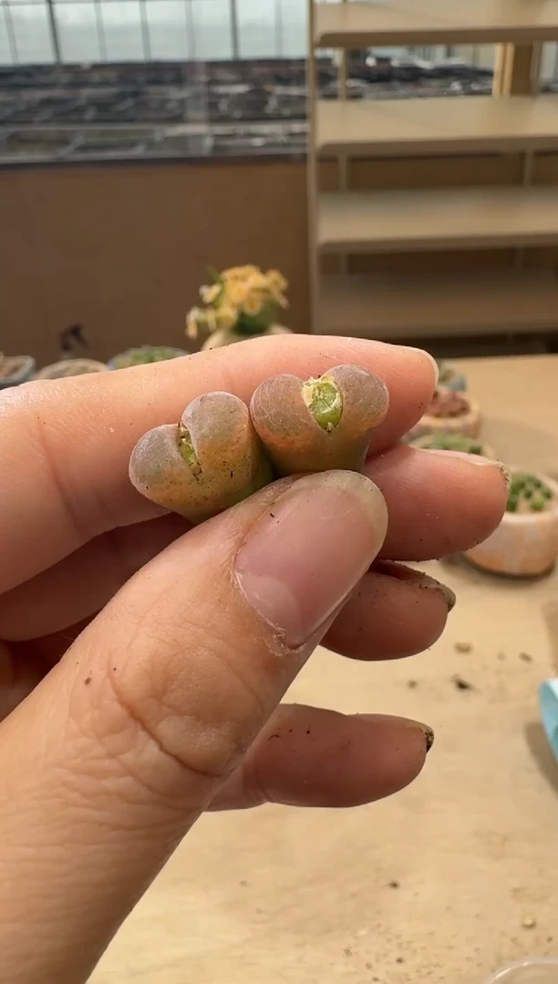 8-110多肉植物肉锥