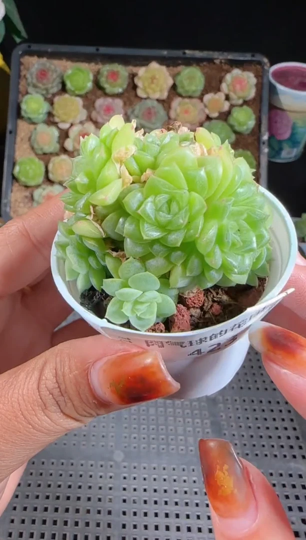 1103-423麦秆群不包整