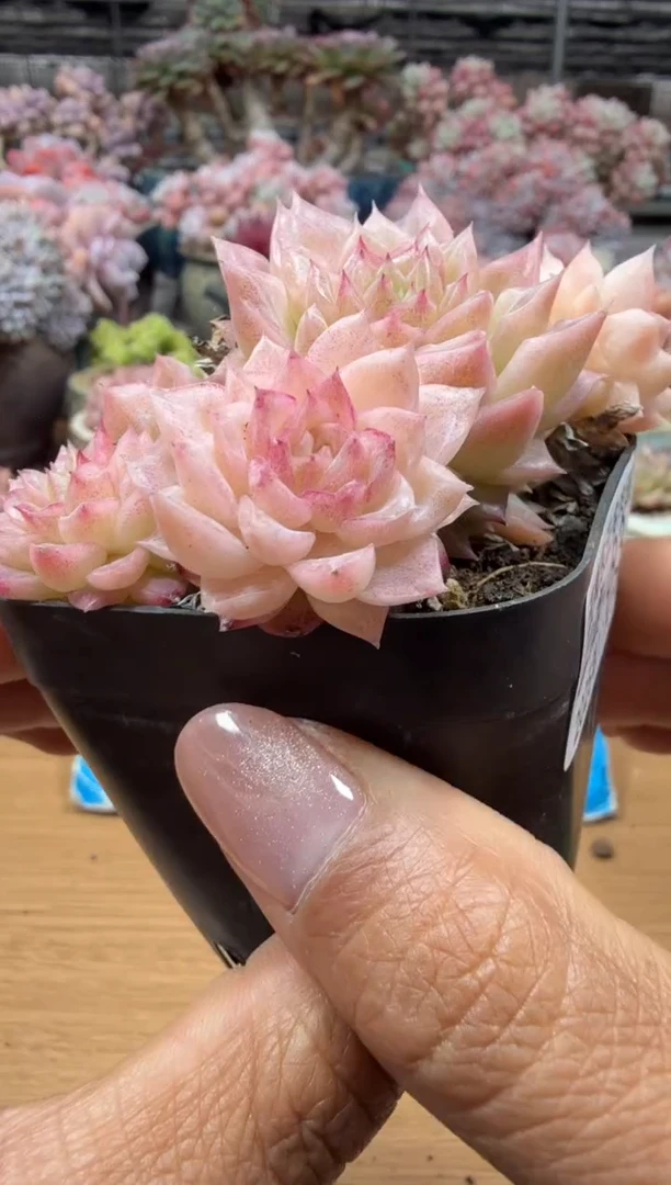 东云多肉园二店-83