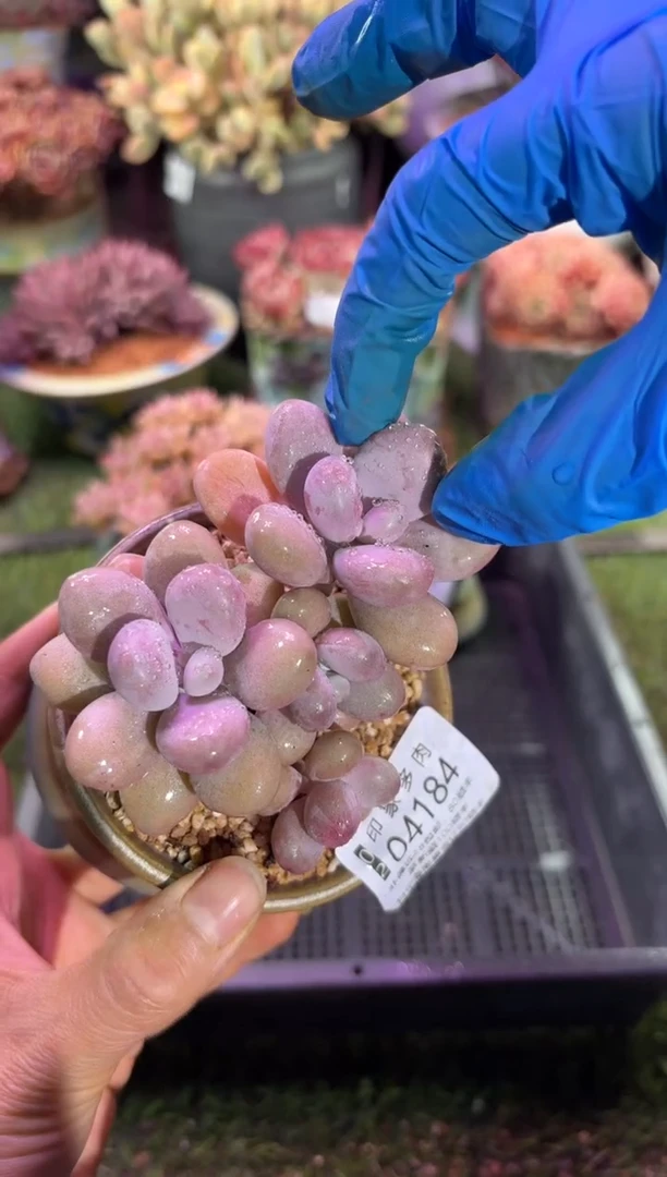 【闪购商品】04184脱土带盆