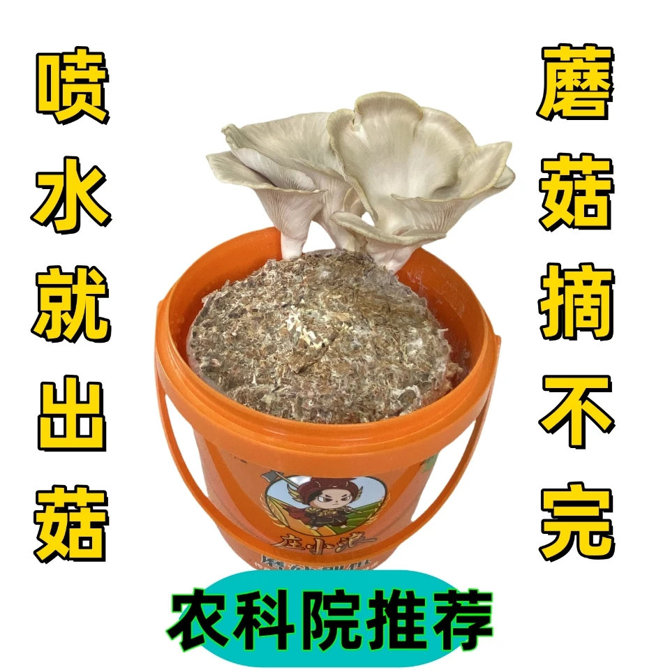 庄小浪蘑菇种植桶500±50g/桶