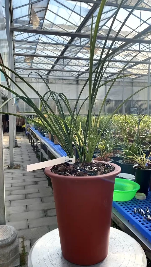 【闪购商品】郑孝荷，木鱼儿