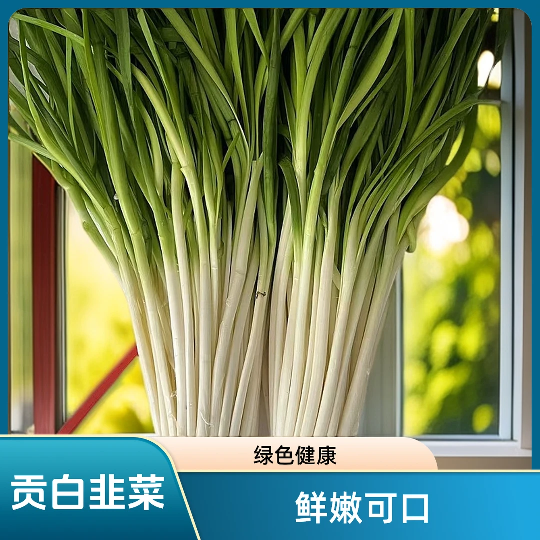 精品贡白长根韭菜绿色健康现割现发嫩叶韭菜