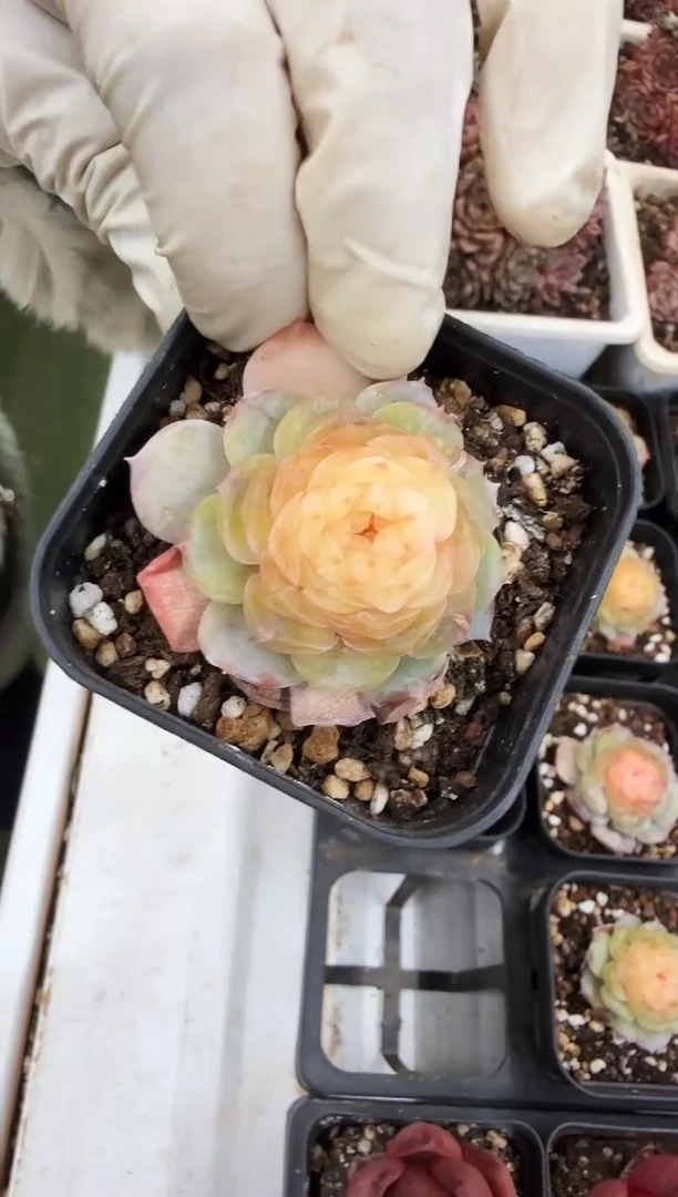 70#玉钻珍妮单头（2.5-4cm）带盆土