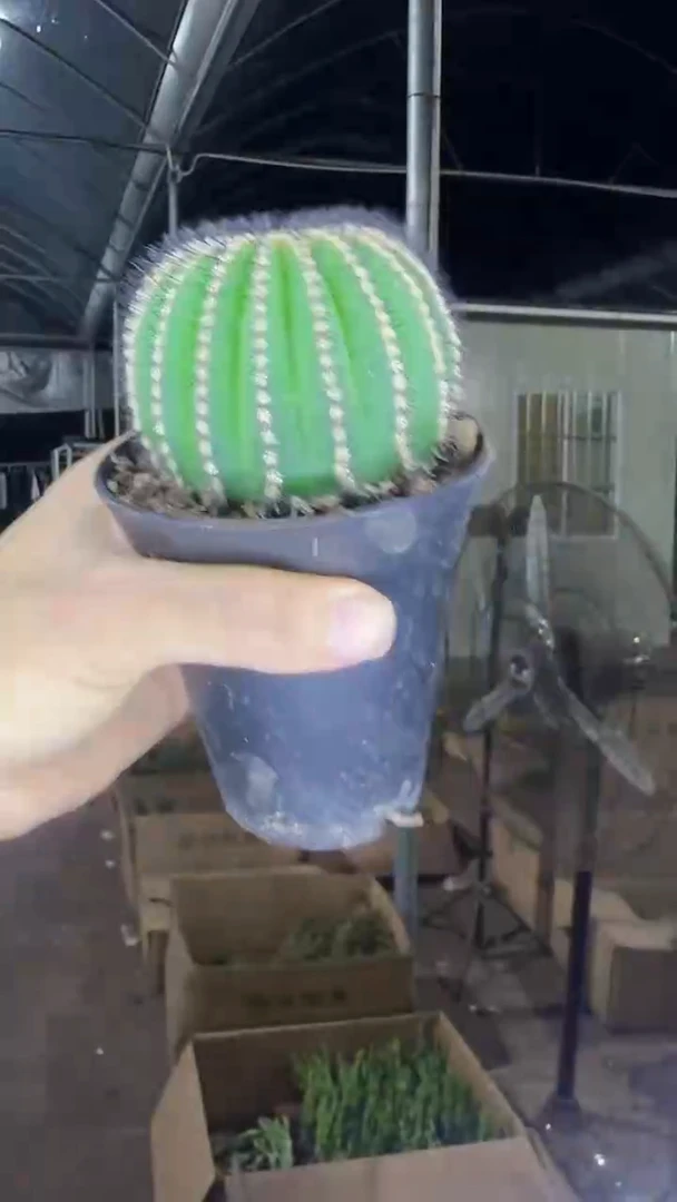 6-8cm 优博球【脱土带盆】