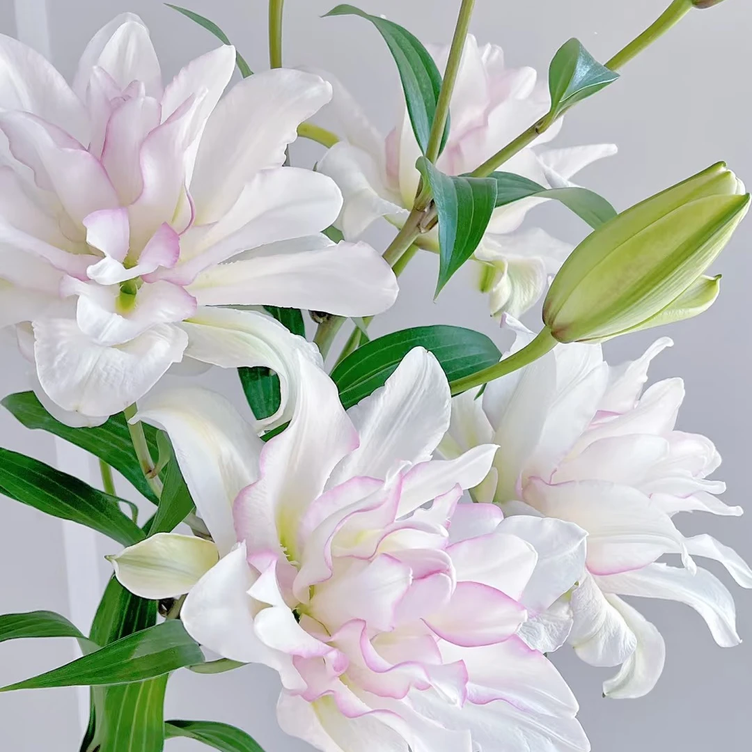 【冰美人】重瓣香水百合花朱顶红种有香味百合庭院鲜花阳台花球