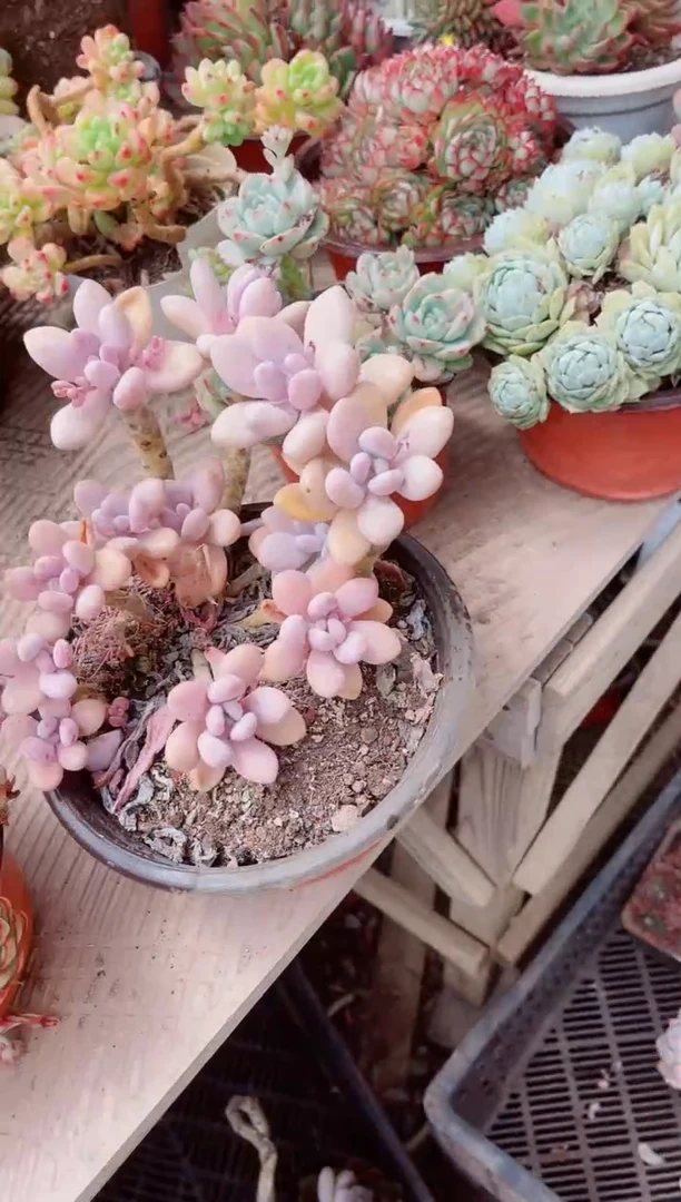 16243多肉植物一物一拍