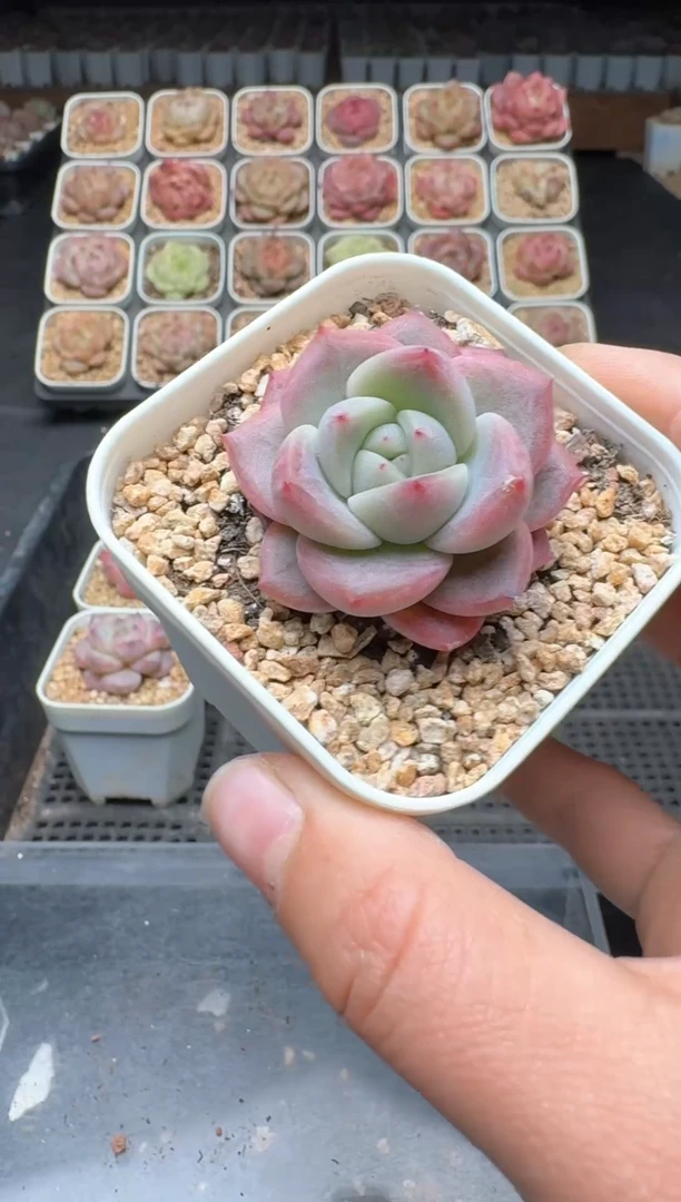 【闪购商品】3单包邮珍妮多肉一物一拍524