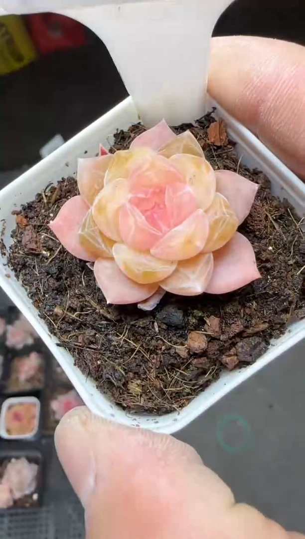 【闪购商品】一物一拍0214—326