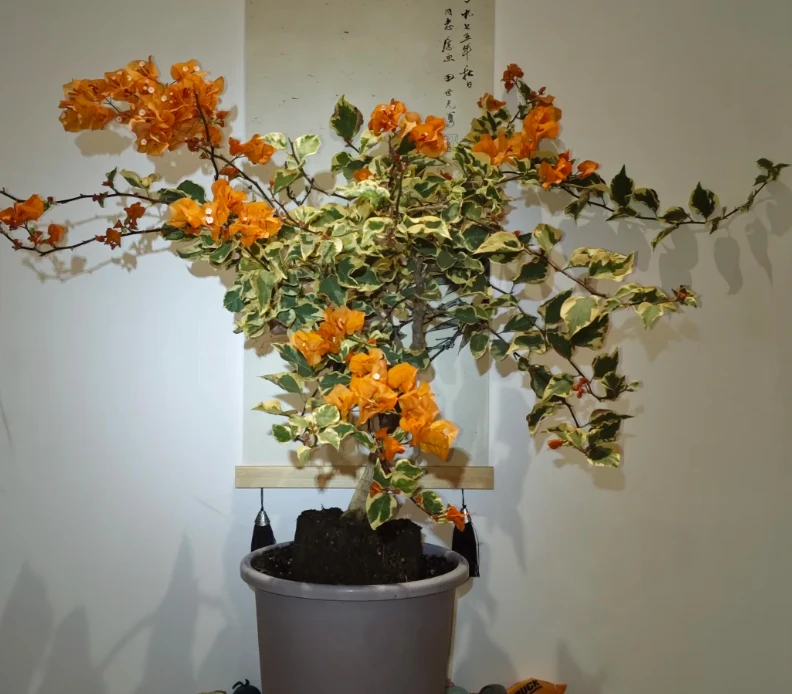 黎明三角洲 十肆月园艺三角梅袋苗绿植花卉