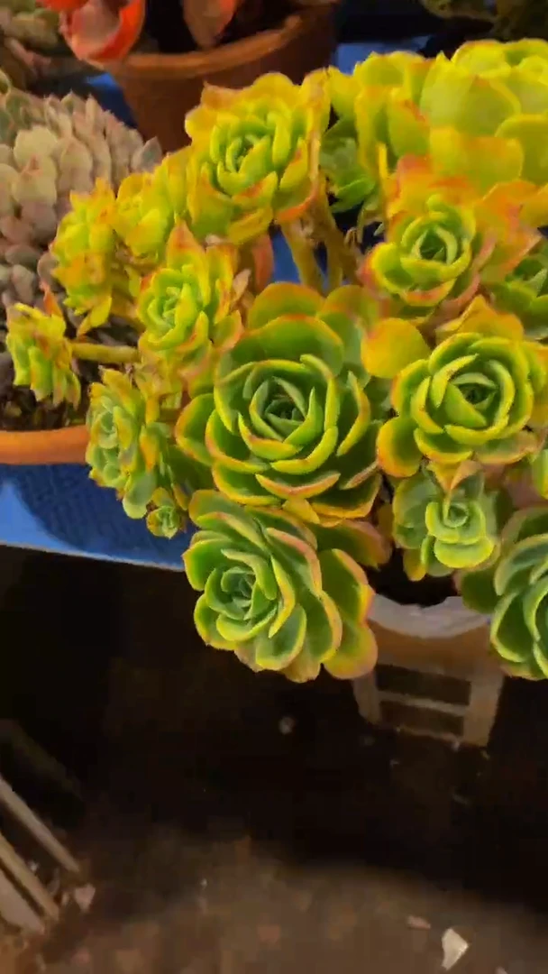 【闪购商品】1227柠檬玫瑰