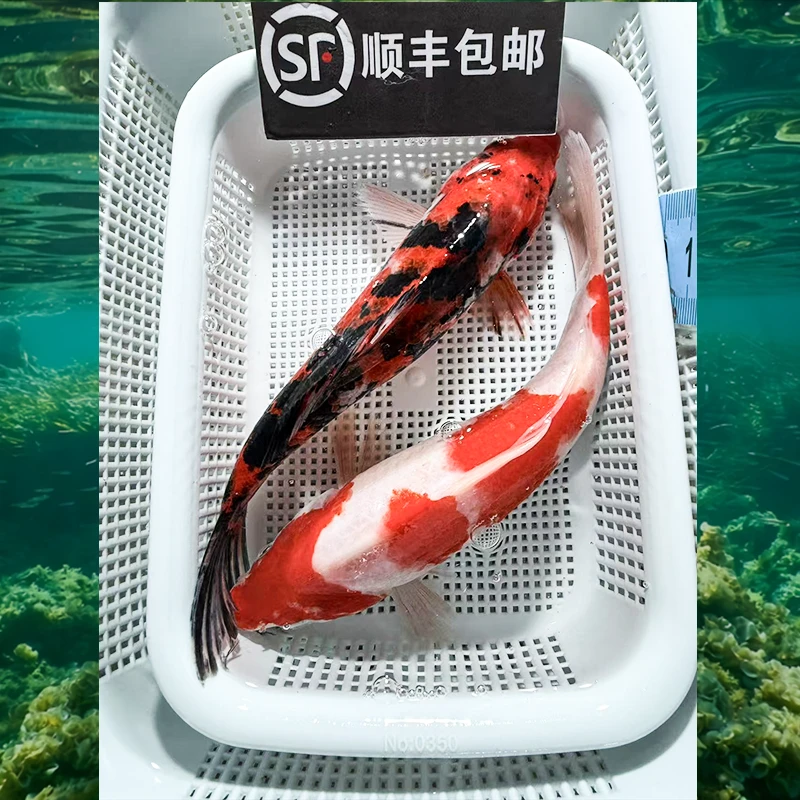 【15-18cm】红白1三色1共两条锦鲤