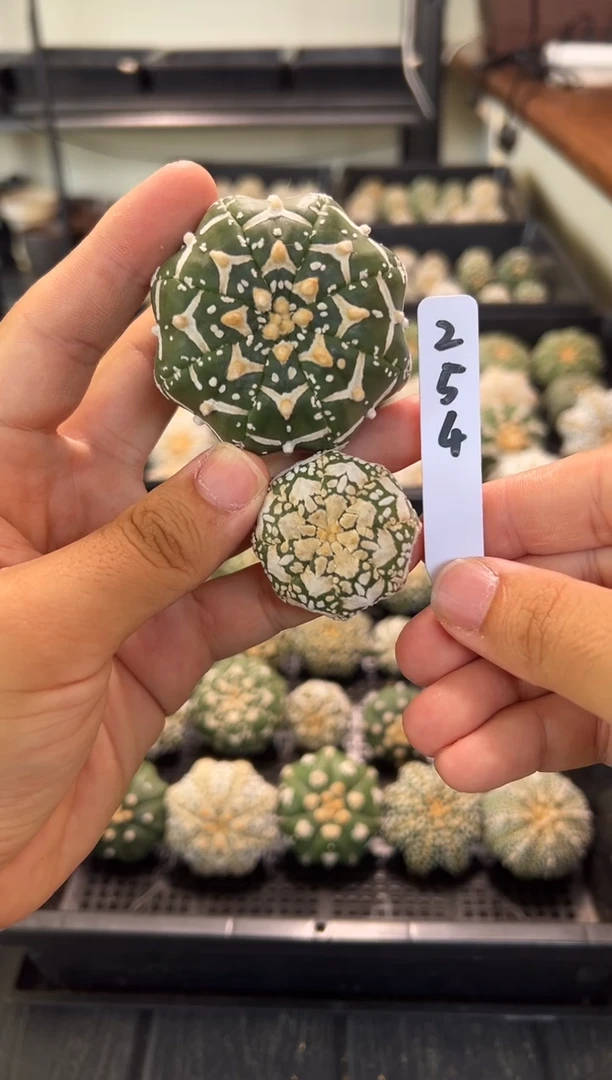 不含盆土实生根星兜仙人球两颗编码254