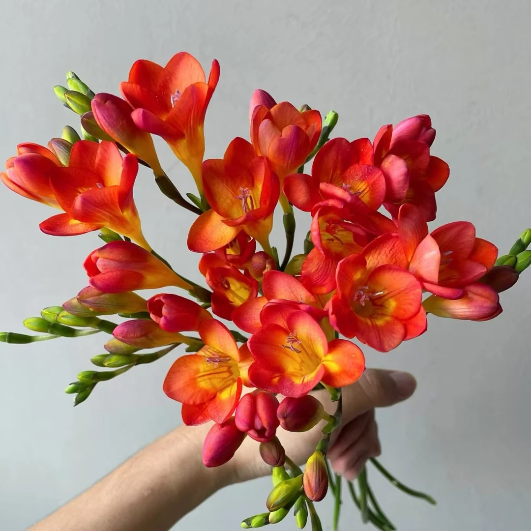 香雪兰红（季节性香花）8-10枝