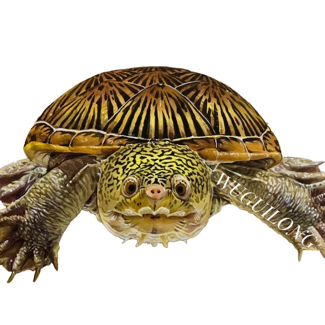 剃刀麝香窄桥蛋龟直播拍