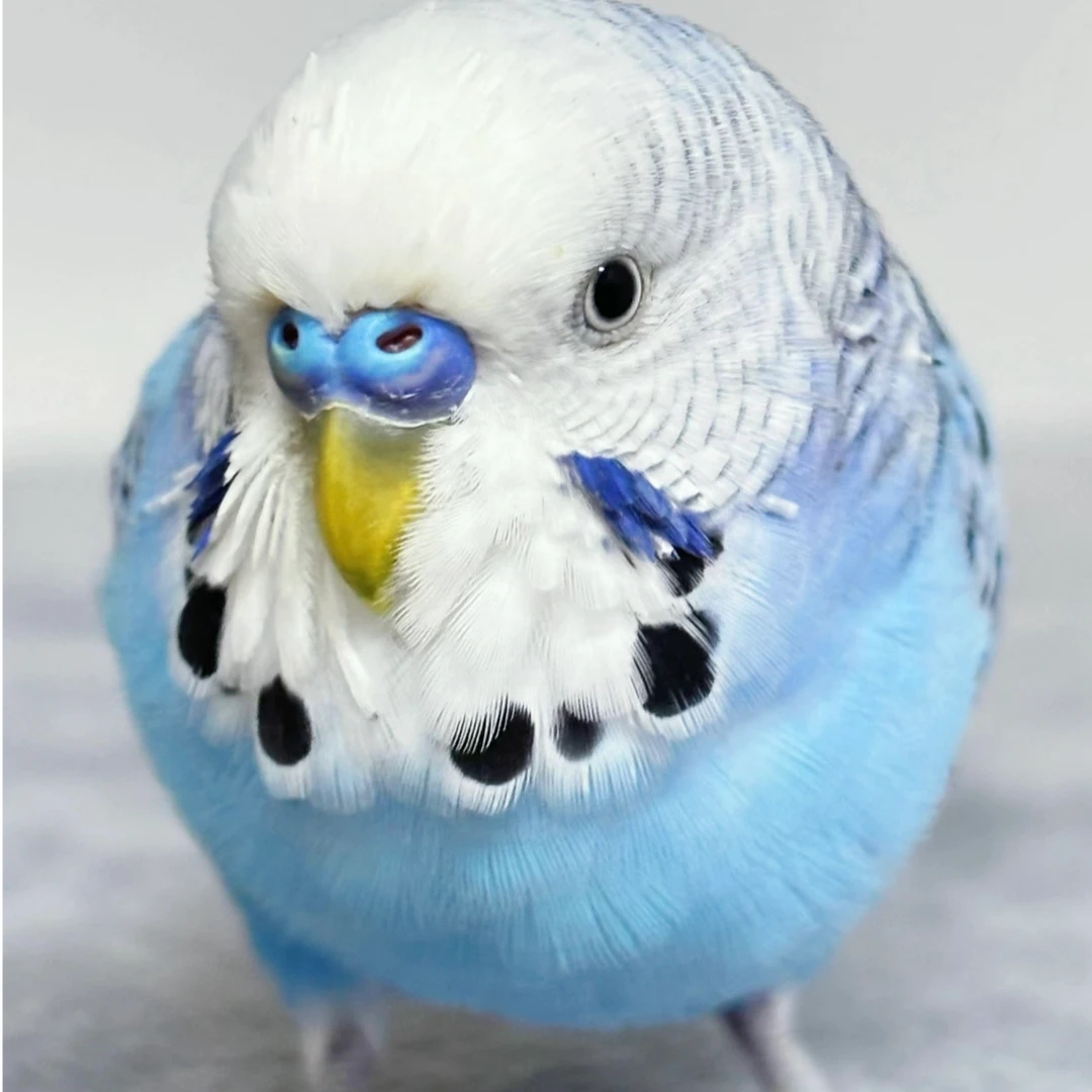 国血大头鹦鹉可家养超可爱【带开箱视频5天售后，无开箱视频无售后】