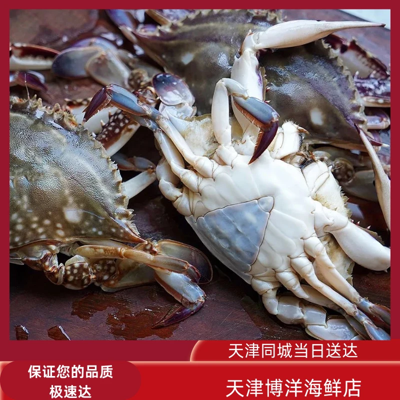 【保鲜不保活】肥母蟹 每斤3-4只（单只2两到5两）天津当日达 残蟹