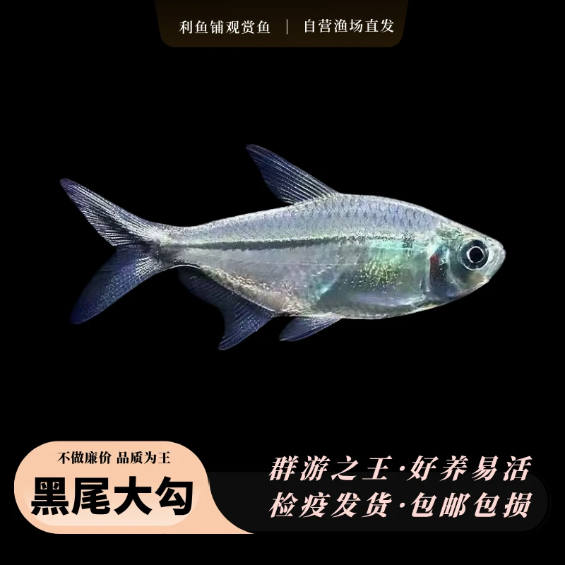 【渔满仓】黑尾大勾鱼小型群游鱼热带鱼扯旗灯科鱼草缸观赏鱼红绿灯