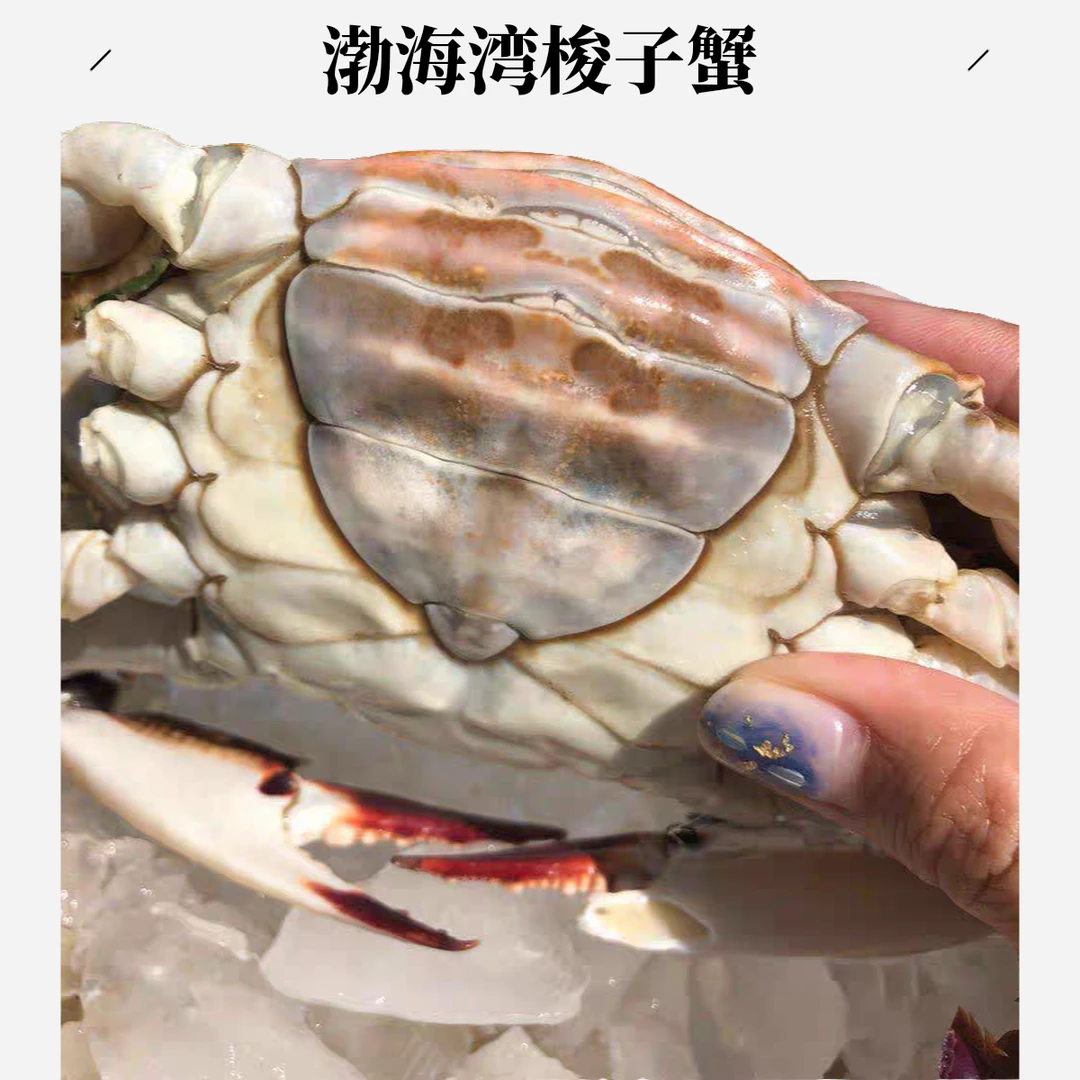 【保鲜不保活】渤海湾肥母梭子蟹2-5斤 4-6两/只 5-20只/份 （肉肥无黄 介意慎拍）