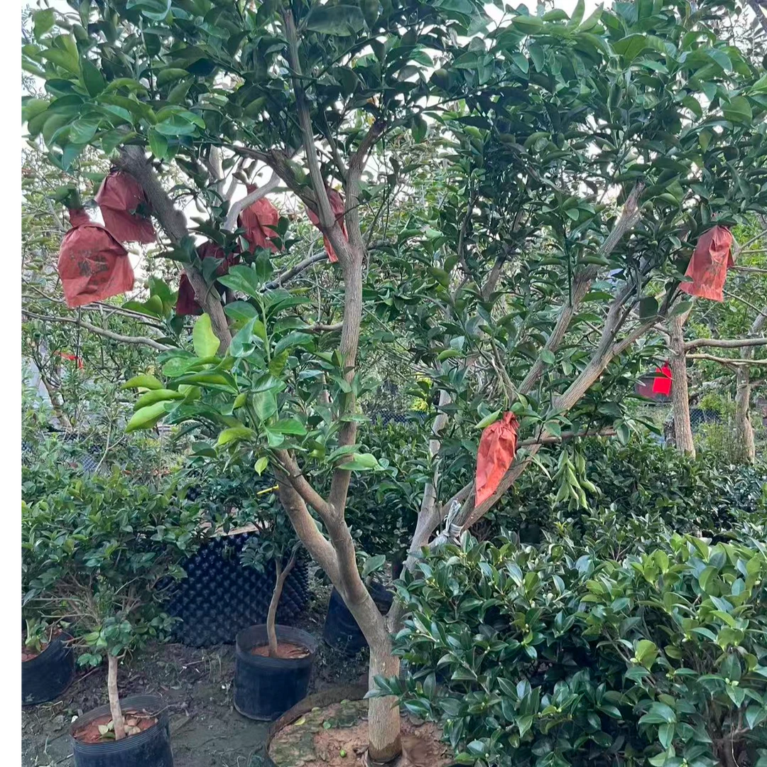 （一物一拍）柑橘柚子类植物盆苗全年可移栽