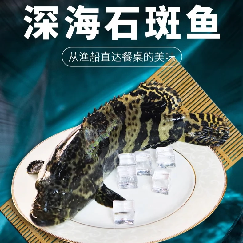 海泽鲜鲜活冻【龙胆石斑鱼】海鲜礼盒年货大礼包