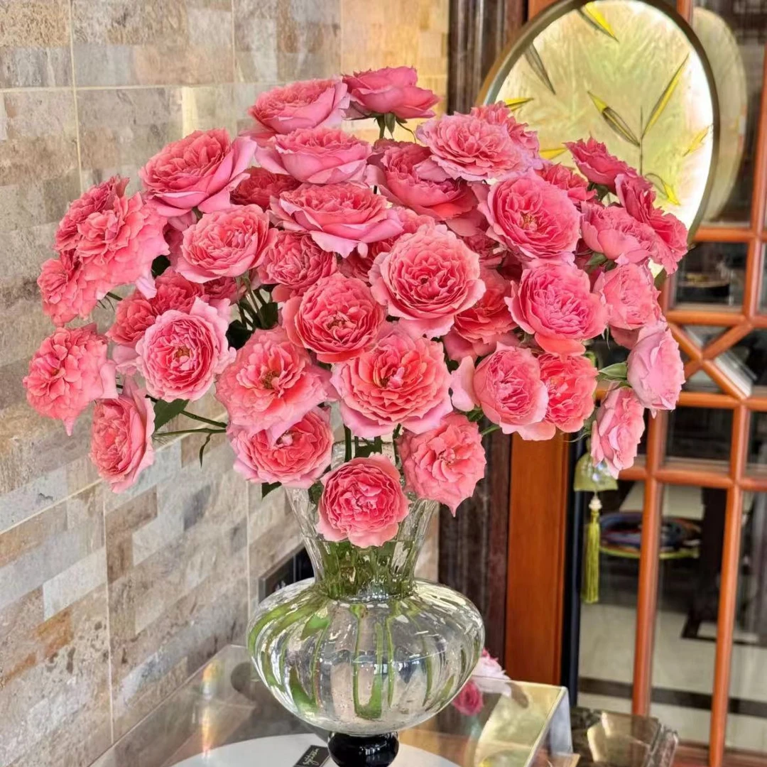 【一品花集】橘粉【粉色拉拉队】多头玫瑰 云南昆明基地直发家用鲜花