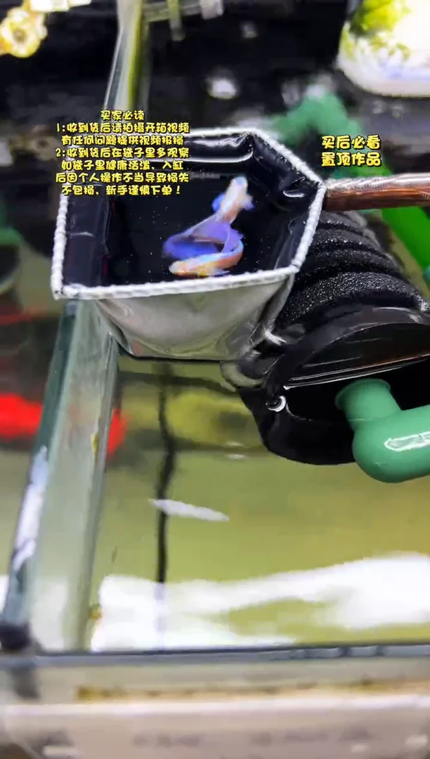 孔雀鱼无怨孔雀鱼