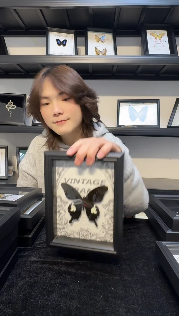 玻璃真实蝴蝶标本